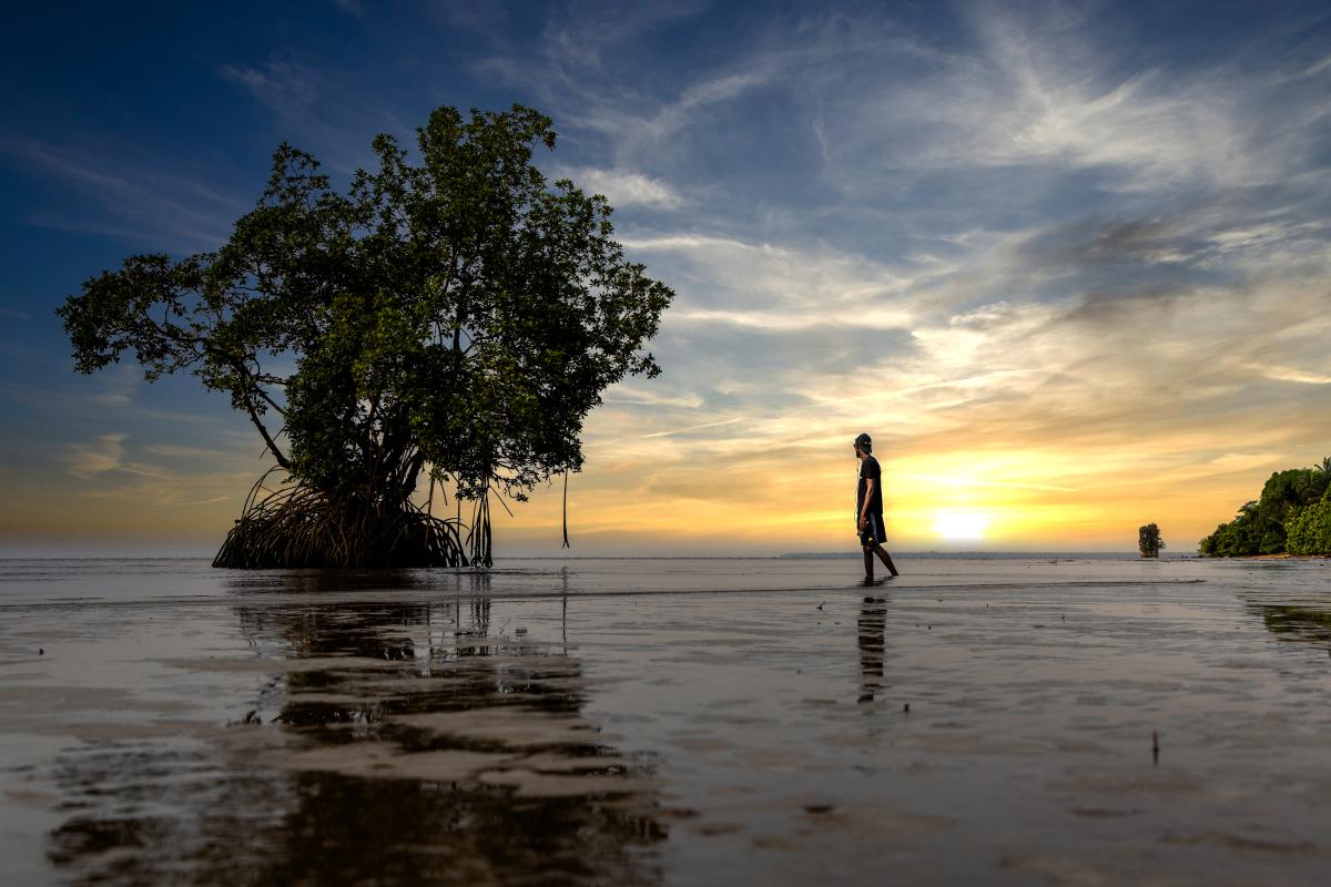 Mangrove landscape