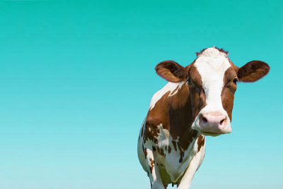 a cow against a teal background