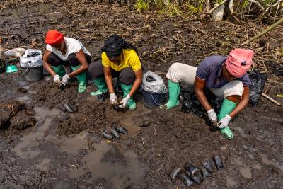 local populations planting mangrove
