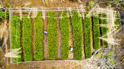 grown mangrove plantation from above
