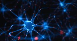 A network of neurons