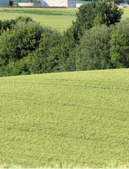 Un champ avec des arbres verts